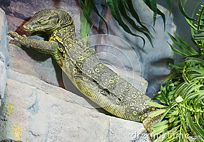 Water monitor Stock Photo